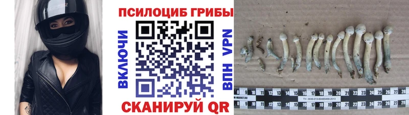 Псилоцибиновые грибы Cubensis Луза